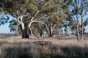 Major Mitchell passed this way.... and noted the landscape in his diary, now Joyces Park. Joan Butler was farming at Sutton Grange on the family grazing property before she joined the Butler dynasty. Her husband John was the 4th generation Butler and their sons Tim and Tony jointly run the family farm, with their children making it 6 generations of Butlers on the land. Joan has experienced massive changes in her time on the land.