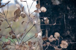 Maldon area; fire, ecology, people - can they all co-exist?